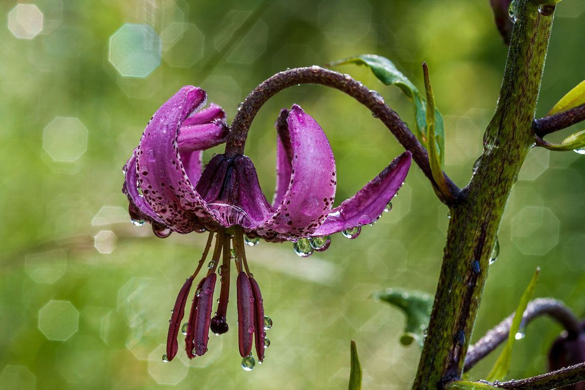 dripping flower - What really helps ease morning sickness and fatigue in the first trimester