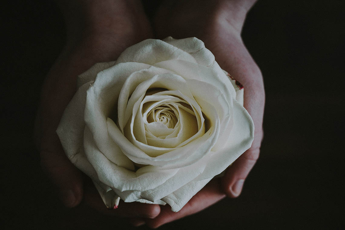 rose cupped in hands - The Energetic Pelvis: A Chinese Medicine View